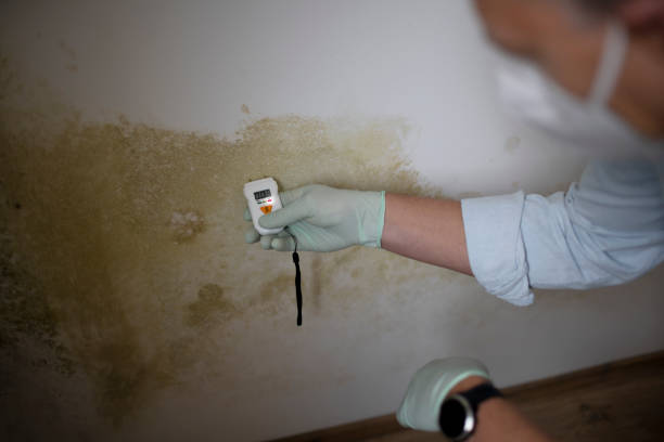 Best Black Mold Remediation in Coats Bend, AL