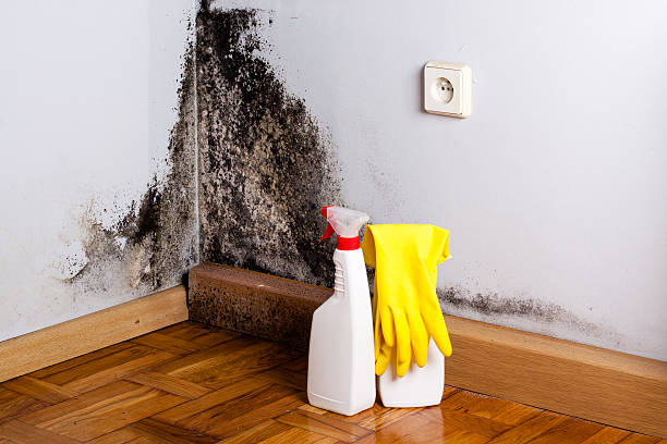 Best Insurance-Related Mold Remediation in Coats Bend, AL