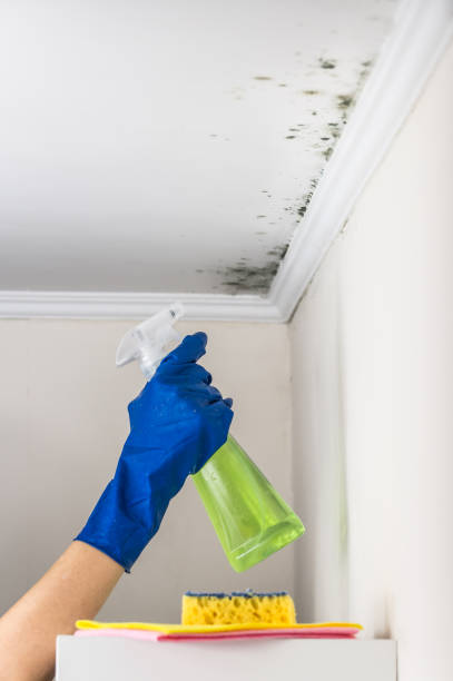Best HVAC Mold Remediation in Coats Bend, AL